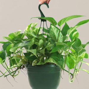 Hanging Baskets